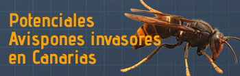 Potenciales Avispones invasores en Canarias